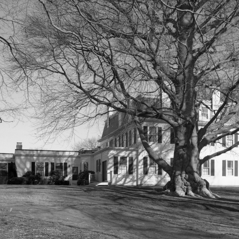 This Copper Beech was reportedly planted in 1639 near Barnstable Village. - LF