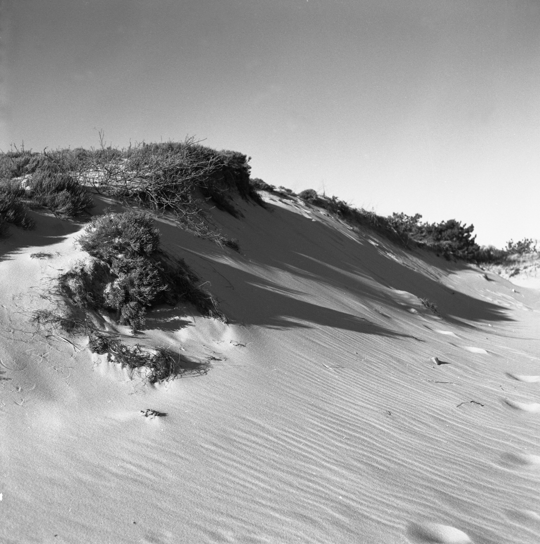 Sandy Neck  - MF